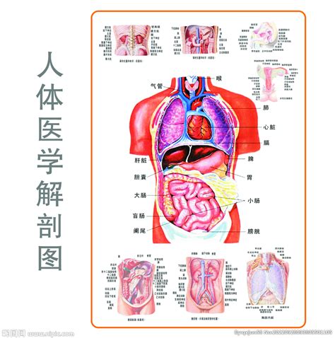 人身體部位|人体解剖图e